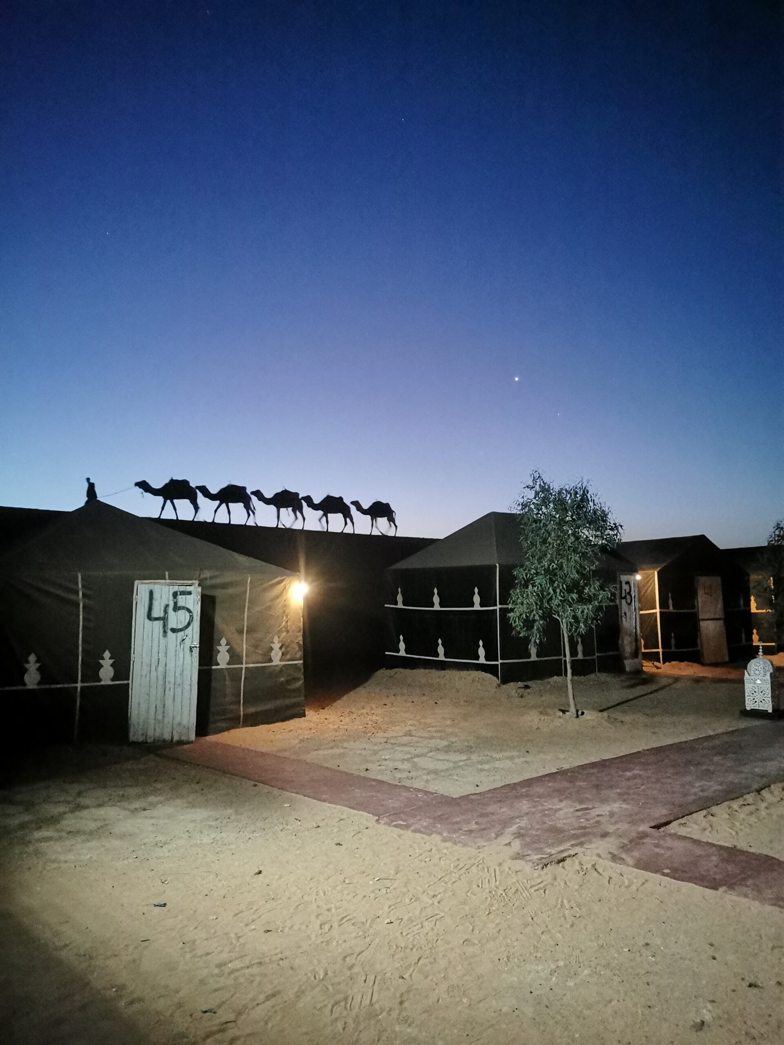 Desert camp at dusk with camels in the Sahara.