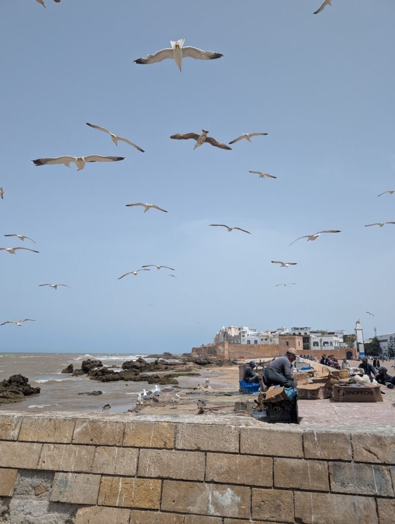 Essaouira seaside medina and Atlantic coast on a day trip from Marrakech.
